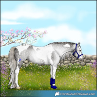 Horse Color:Gray Silver Black Splash Tobiano Rabicano 