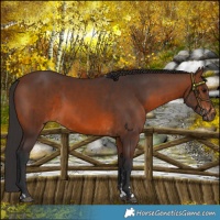 Horse Color:Brown Rabicano and Brown Rabicano