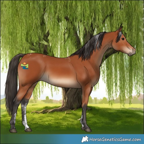 Horse Color:Powder White Bay Rabicano 