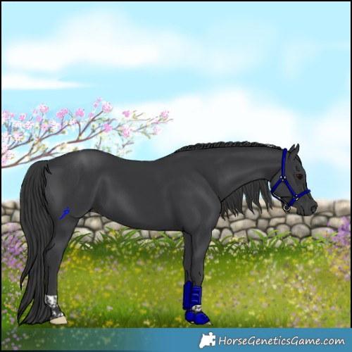 Horse Color:Black Tobiano 