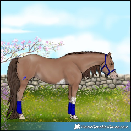 Horse Color:Classic Champagne Tobiano