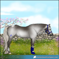Horse Color:Gray Silver Smoky Black Tobiano