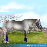 Horse Color:Gray Silver Smoky Black Tobiano