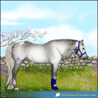 Horse Color:Gray Silver Smoky Black Tobiano 