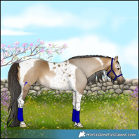Horse Color:Gray Buckskin Dun Tobiano