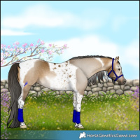 Horse Color:Gray Buckskin Dun Tobiano 