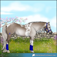 Horse Color:Gray Silver Grullo Tobiano 