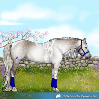Horse Color:Gray Silver Grullo Tobiano 