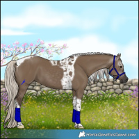 Horse Color:Gray Silver Grullo Tobiano