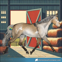 Horse Color:Gray White Spotted Silver Buckskin Dun