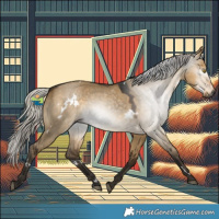 Horse Color:Gray White Spotted Silver Buckskin Dun 