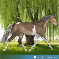 Horse Color:Gray Silver Smoky Grullo Tobiano