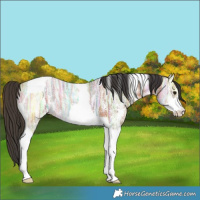 Horse Color:Bay Ice Sabino Tobiano 