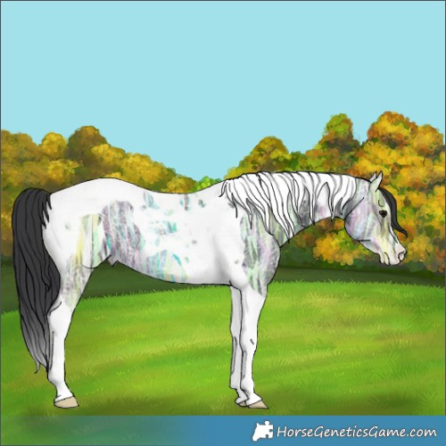 Horse Color:Black Ice Tobiano 