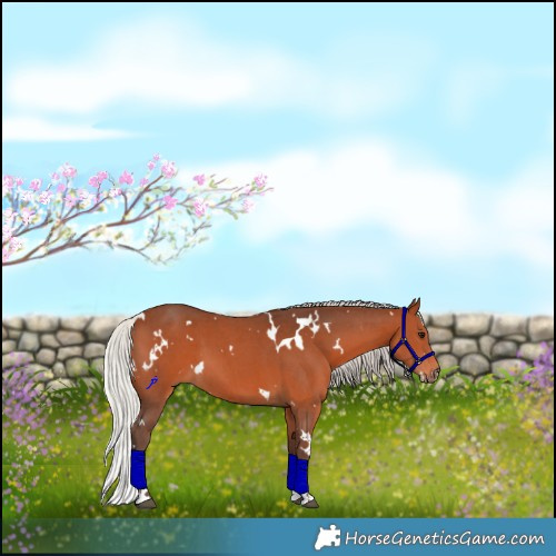 Horse Color:White Spotted Silver Brown Sabino