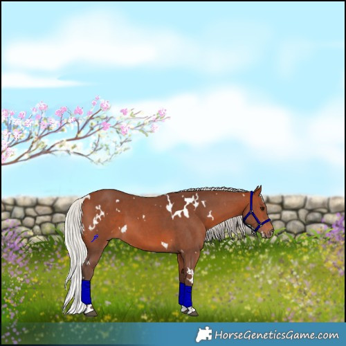 Horse Color:White Spotted Silver Brown Sabino 