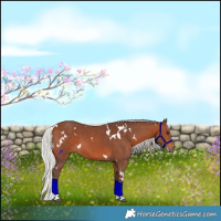 Horse Color:White Spotted Silver Brown Sabino 