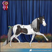 Horse Color:Liver Chestnut Splash Tobiano 