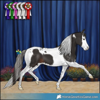 Horse Color:Liver Chestnut Splash Tobiano 