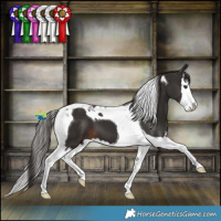 Horse Color:Liver Chestnut Splash Tobiano 