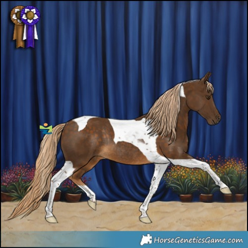Horse Color:Chocolate Palomino Tobiano Rabicano 