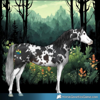 Horse Color:White Spotted Brown Splash 