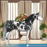 Horse Color:White Spotted Brown Splash