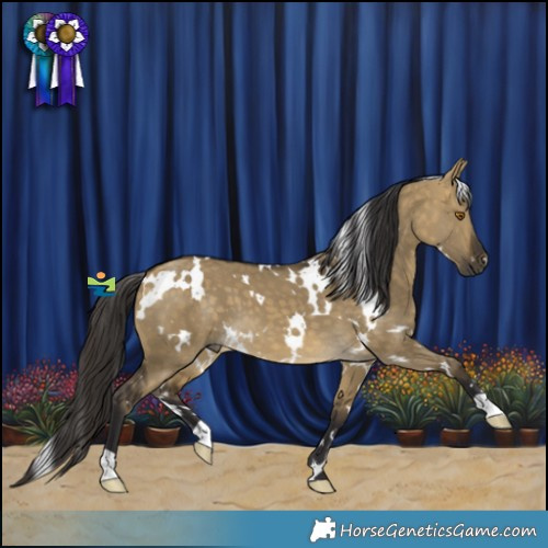 Horse Color:White Spotted Buckskin Dun 
