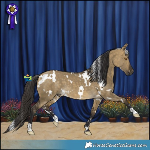 Horse Color:White Spotted Buckskin Dun 