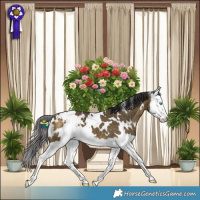 Horse Color:White Spotted Buckskin Dun Splash 