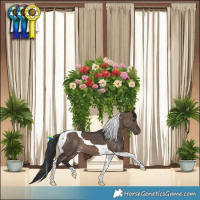 Horse Color:Brown Dun Tobiano 