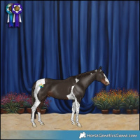 Horse Color:Liver Chestnut Tobiano
