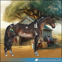 Horse Color:White Spotted Brown Tobiano