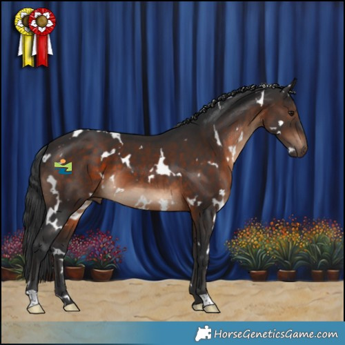 Horse Color:White Spotted Brown 