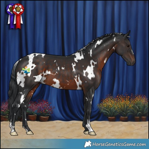 Horse Color:White Spotted Brown 