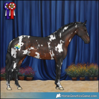 Horse Color:White Spotted Brown 