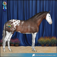 Horse Color:Liver Chestnut Splash Appaloosa Rabicano 