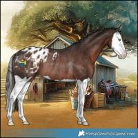 Horse Color:Liver Chestnut Splash Appaloosa Rabicano 