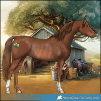 Horse Color:Chestnut Rabicano 