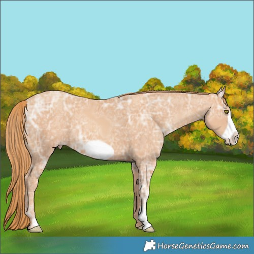Horse Color:Gold Champagne Ice Frame 