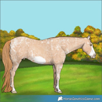 Horse Color:Gold Champagne Ice Frame