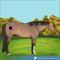 Horse Color:Bay Dun 
