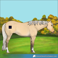 Horse Color:Silver Buckskin Dun 