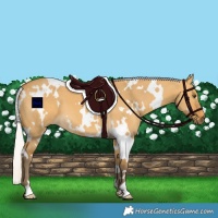 Horse Color:White Spotted Silver Buckskin Dun 