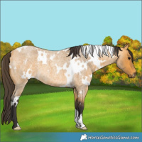 Horse Color:White Spotted Buckskin Roan 