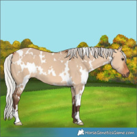 Horse Color:White Spotted Silver Bay Dun 