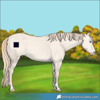Horse Color:Perlino Dun