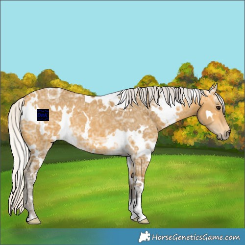 Horse Color:White Spotted Silver Buckskin Ice 