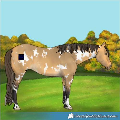 Horse Color:White Spotted Buckskin Dun 