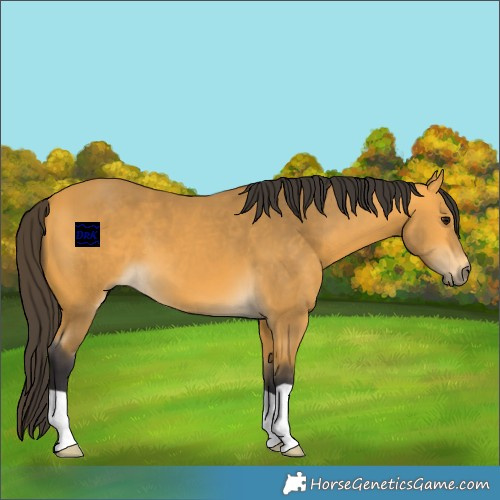 Horse Color:Buckskin 